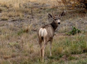 Mule Deer giving us a stare