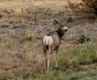 Mule Deer giving us a stare