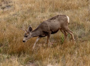 Mule Deer at the AirBnB