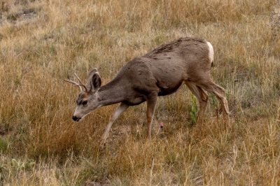Mule Deer at the AirBnB