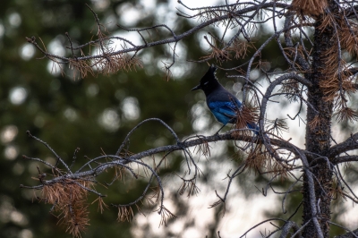 Stellar Jay in the Valley
