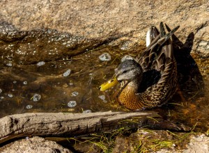 Hen Mallard at Dream Lake