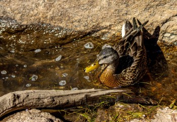 Hen Mallard at Dream Lake