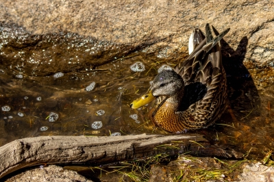 Hen Mallard at Dream Lake