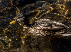 Hen Mallard paddling at Dream Lake