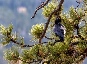 Raven Perched in a Conifer