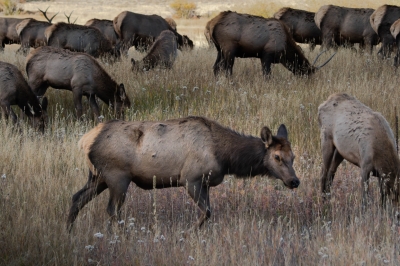 IMG_6151-Enhanced-NR