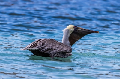 Brown Pelican at Maho Beach.