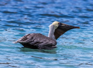 Brown Pelican at Maho Beach.