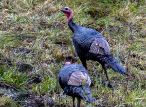 Wild Turkeys in Vermont