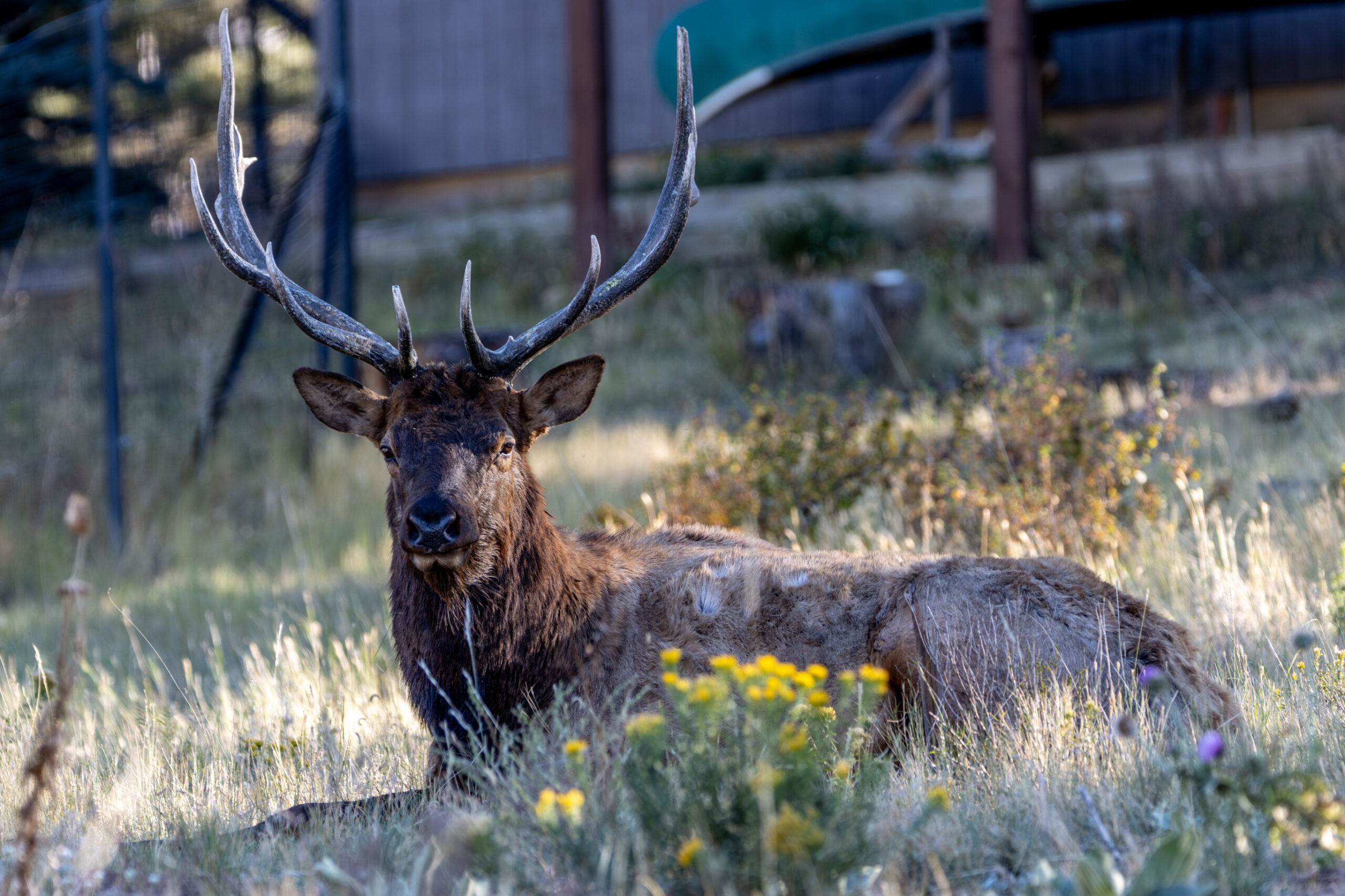 Rocky Mountain National Park – Where to Stay and What to Expect Upon Arrival