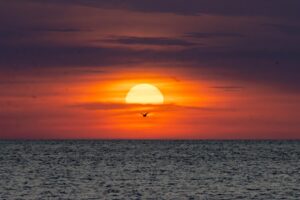 Birding on Meadow Trails to Washington Street: A Quick Guide to Cape May Charm