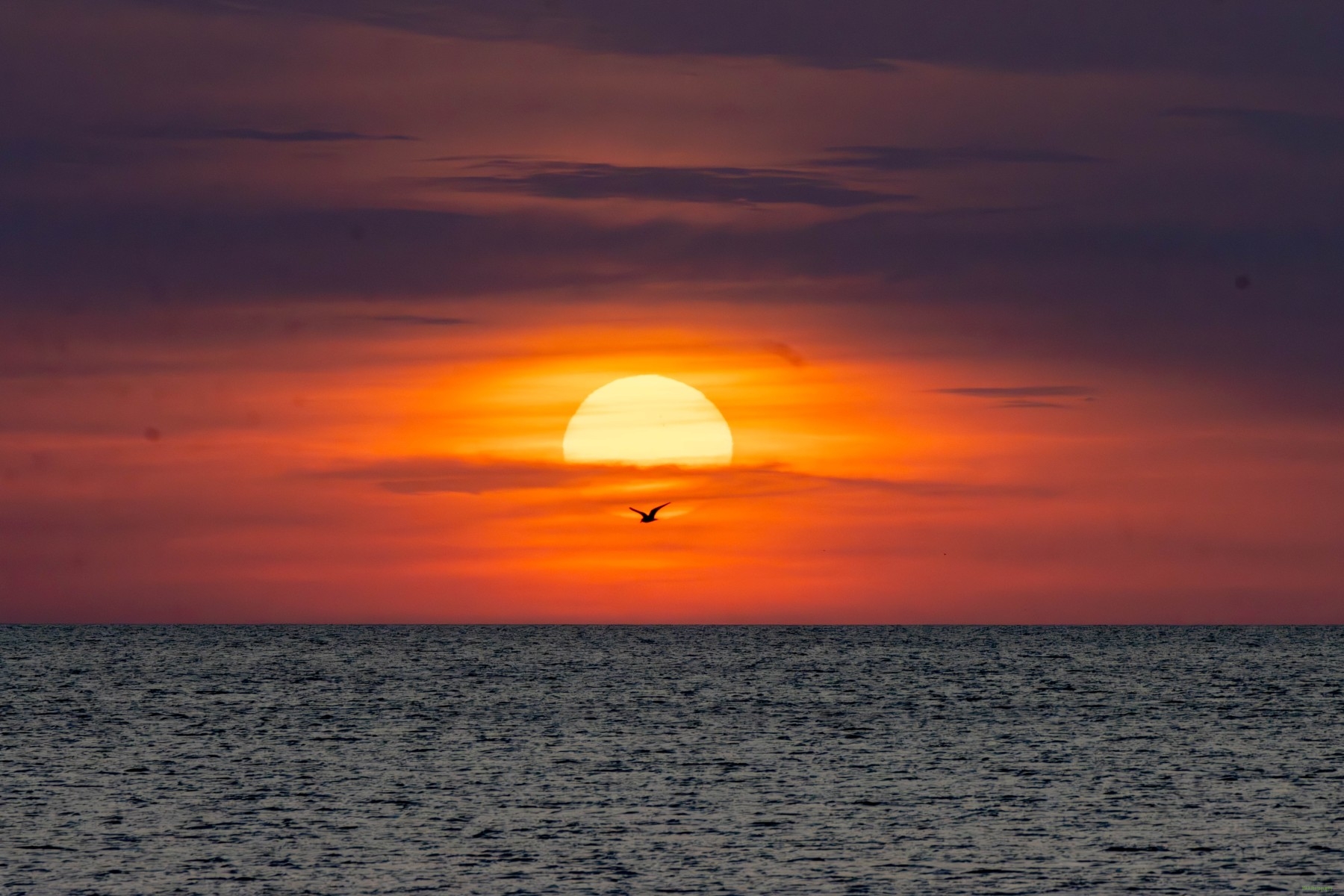 Birding on Meadow Trails to Washington Street: A Quick Guide to Cape May Charm