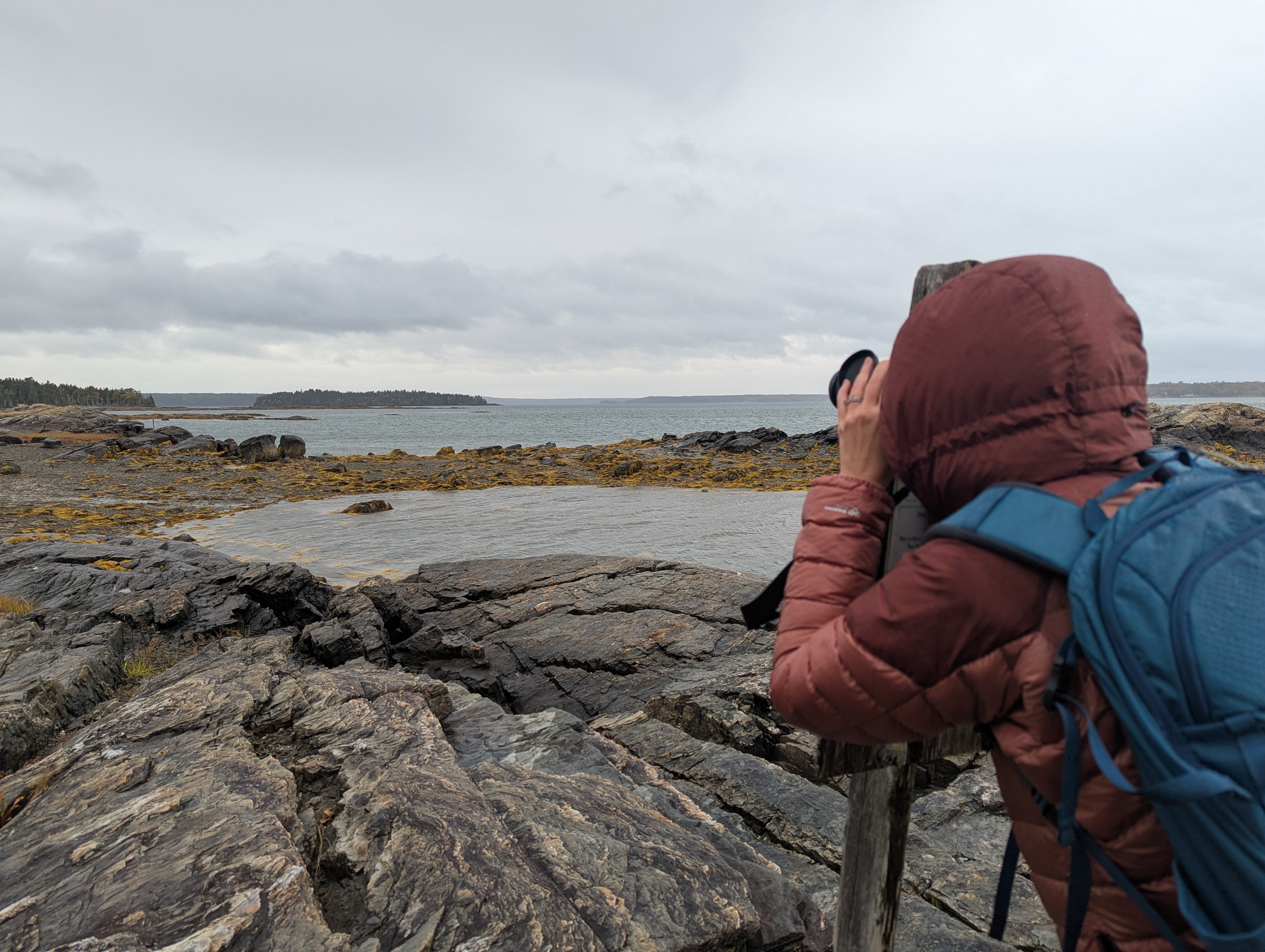 Seal watching location Indian Point Acadia National Park