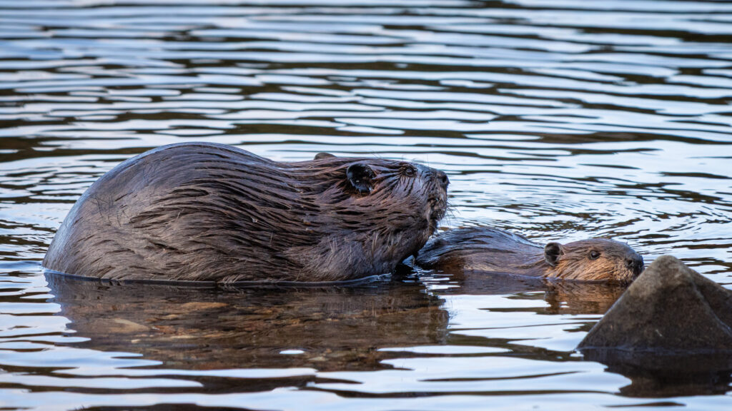 Close view of a mother beaver and her kit in shallow water at Eagle Lake Acadia