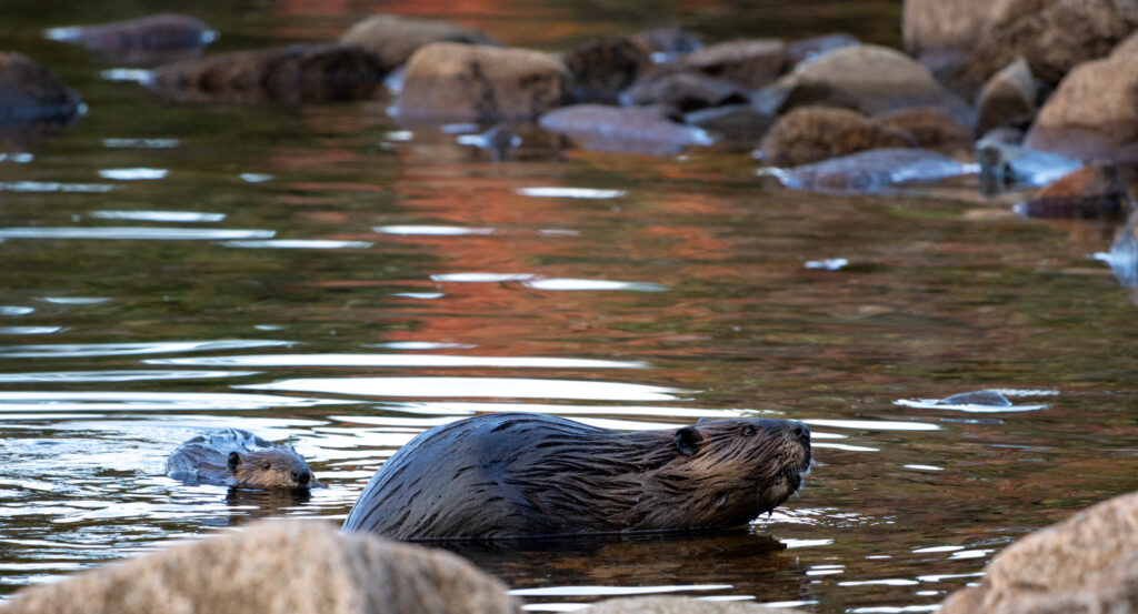 Mother beaver and kit swimming along the shoreline at Eagle Lake in Acadia National Park